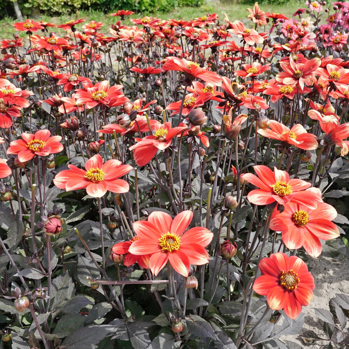 Dahlia Dahlegria Bicolore