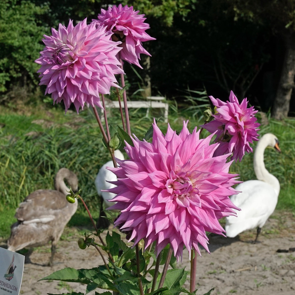 Dahlia Sir Alf Ramsey