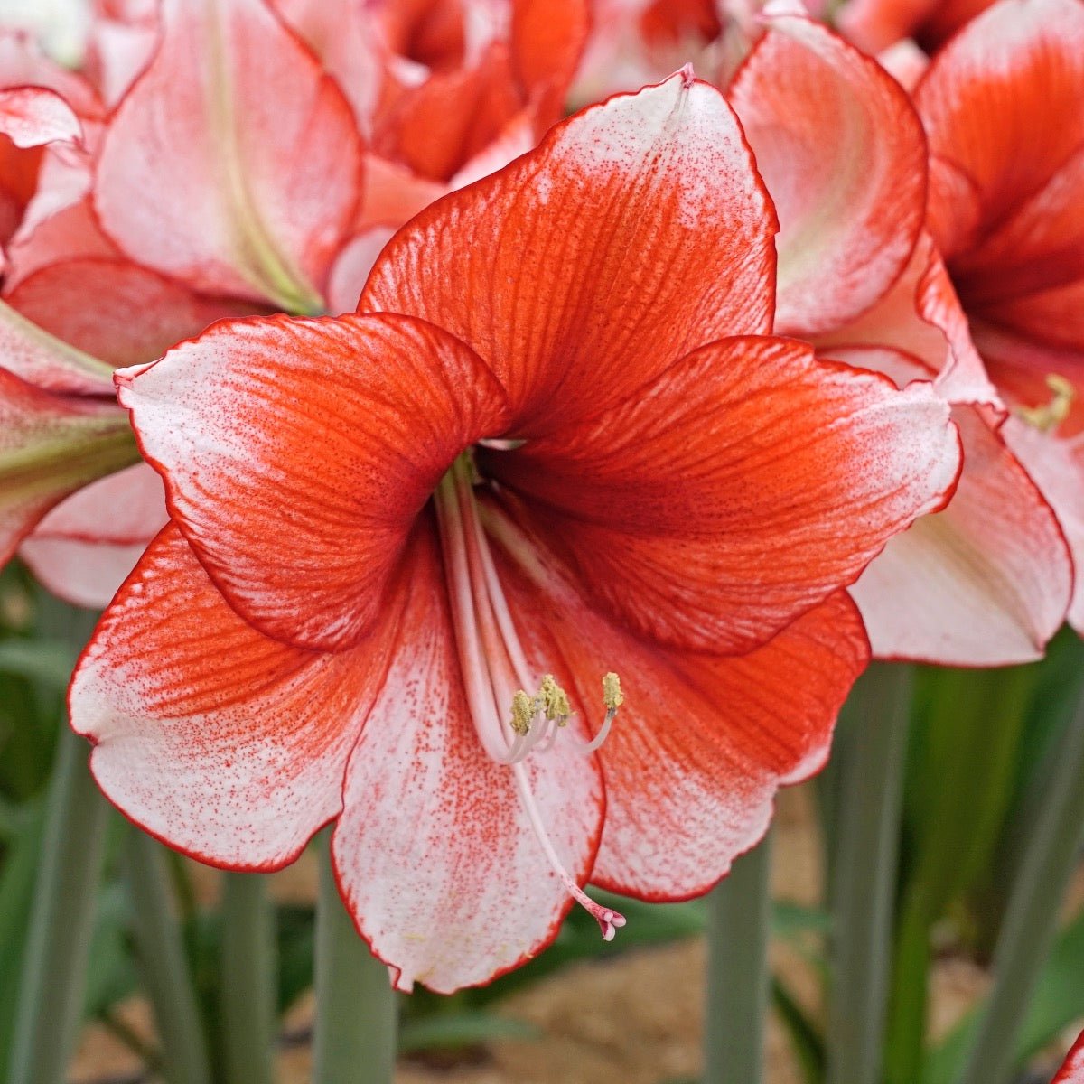 Amaryllis Stardust - meerkleurige amaryllis - Fluwel