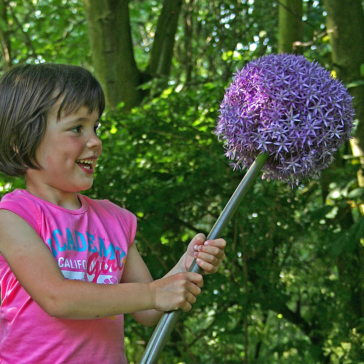 Allium Globemaster | Koop Alliumbollen  online bij Fluwel