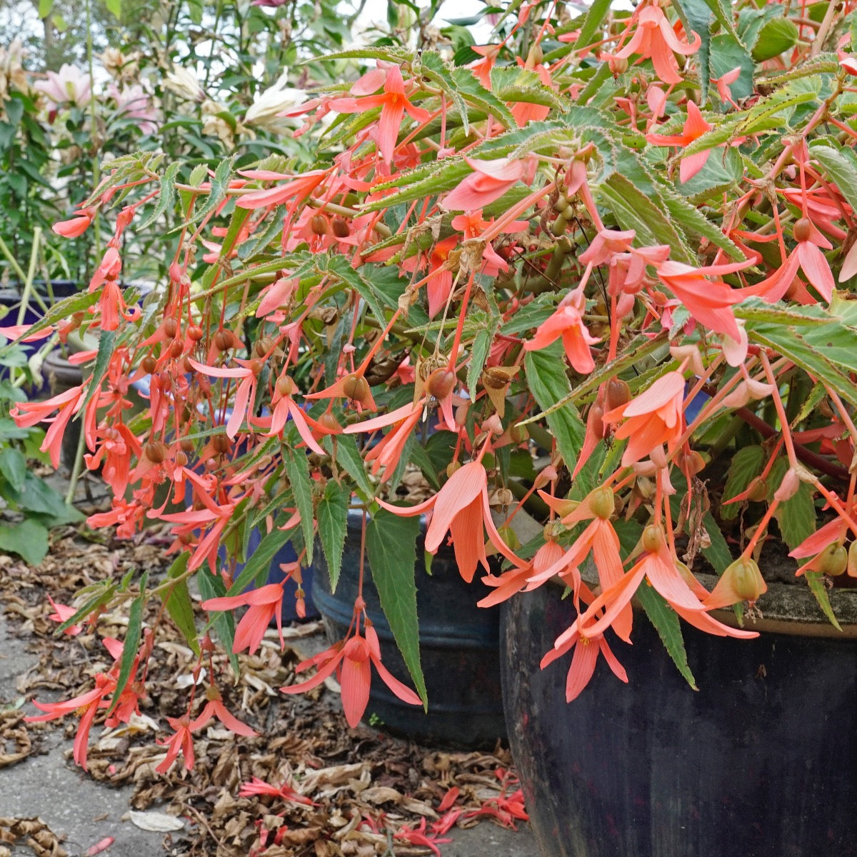 Begonia bertinii San Francisco