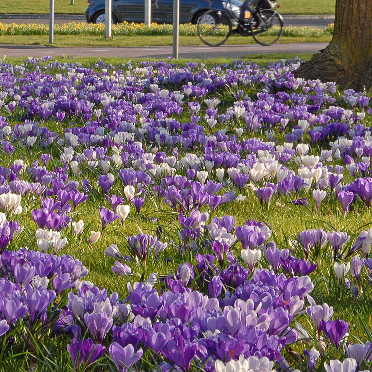 Hocus Crocus