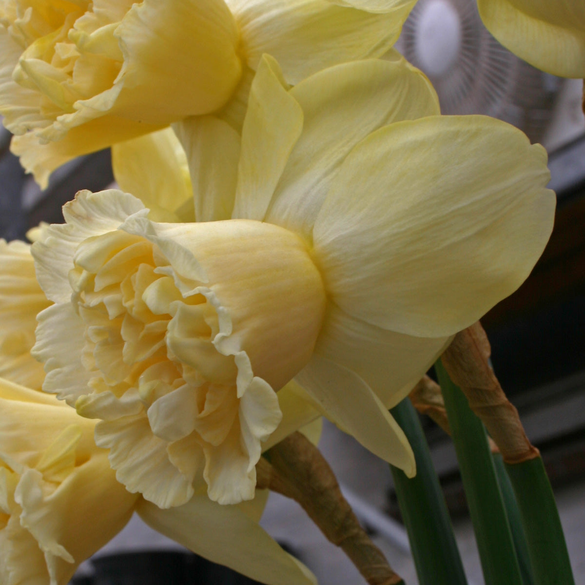 Narcissus Art Design