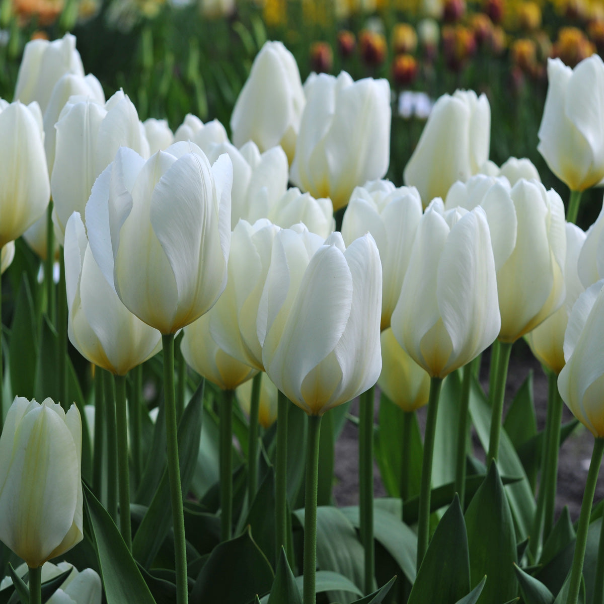 Tulipa Purissima