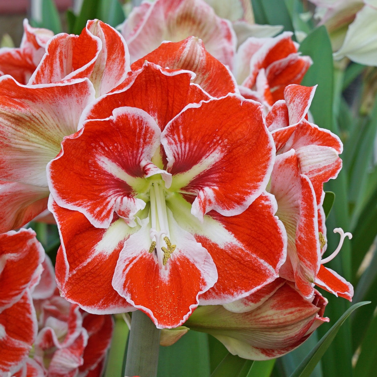 Amaryllis Samba