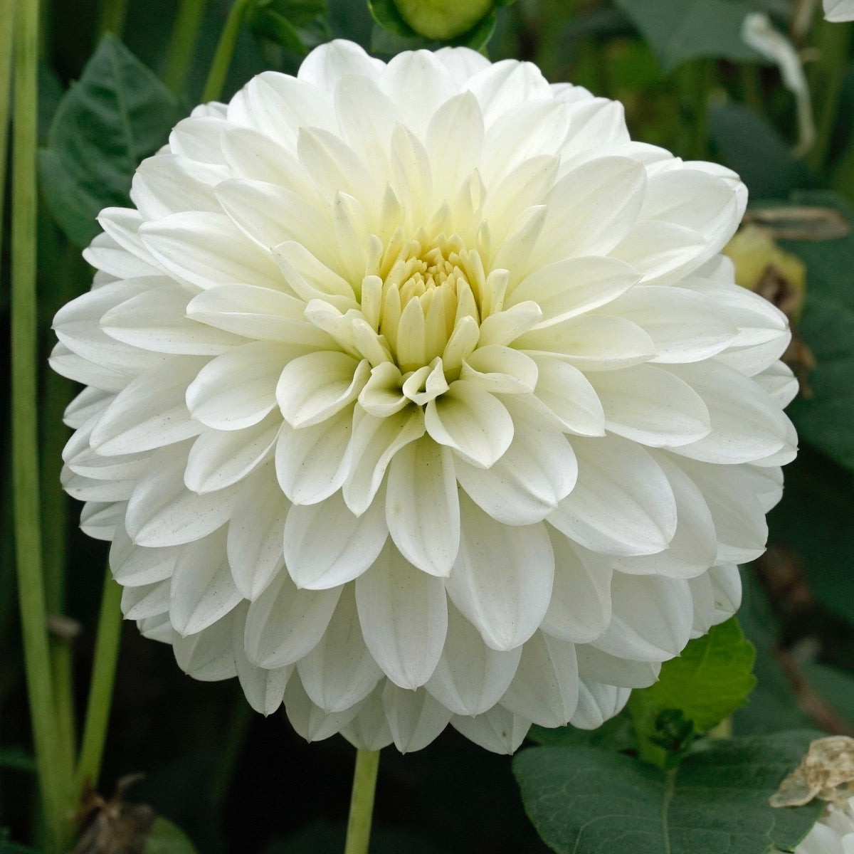 Dahlia Snow Cap