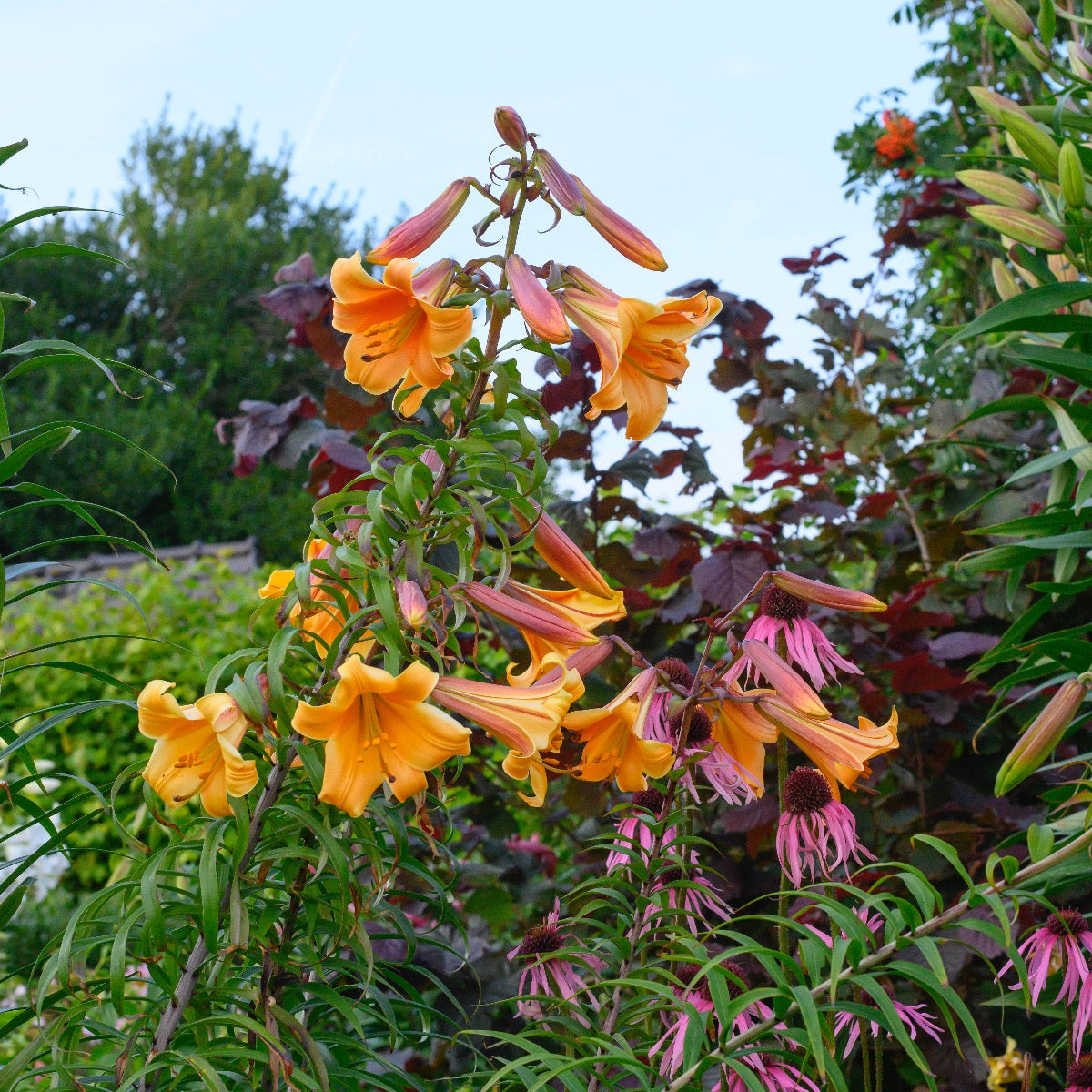 Lilium African Queen