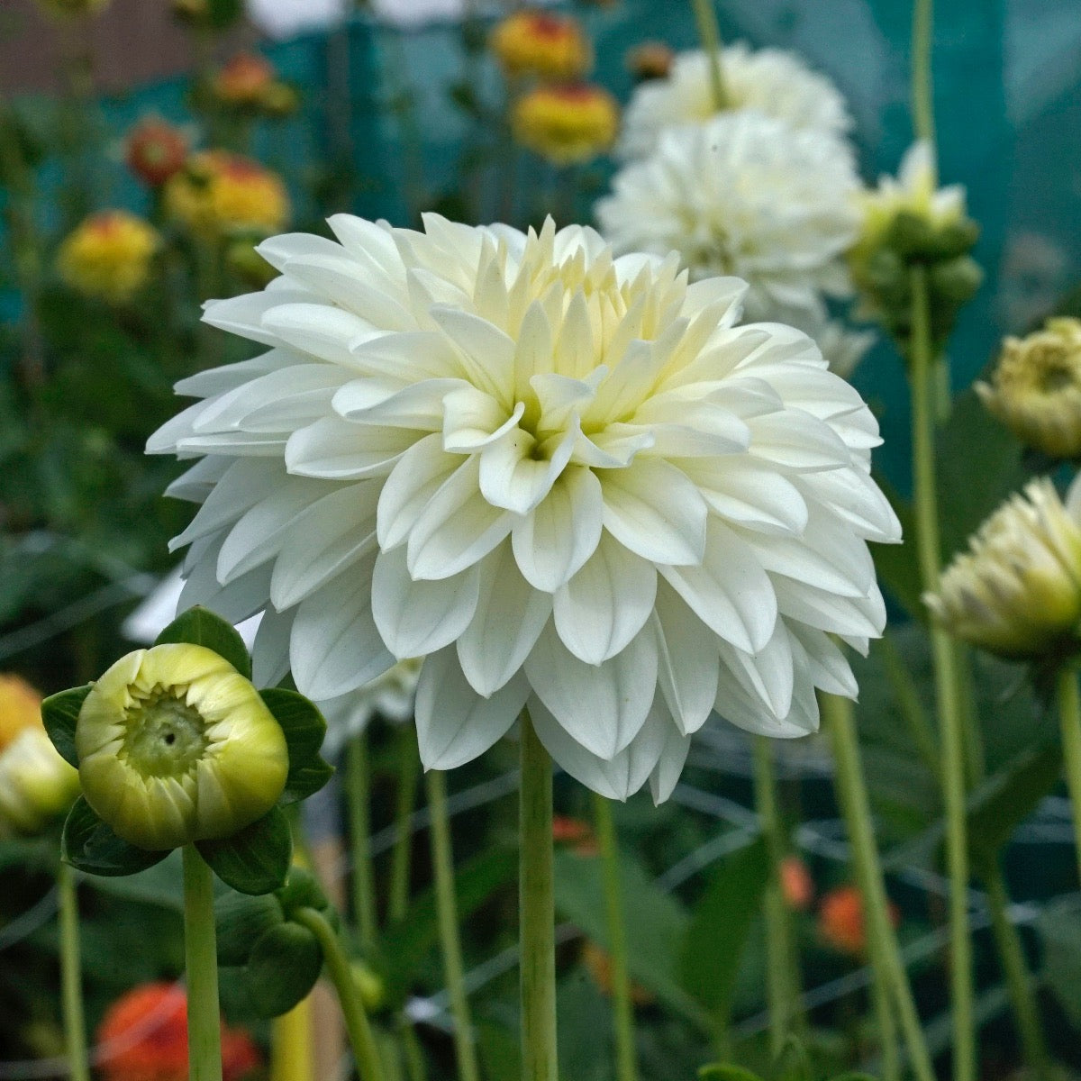 Dahlia Snow Cap