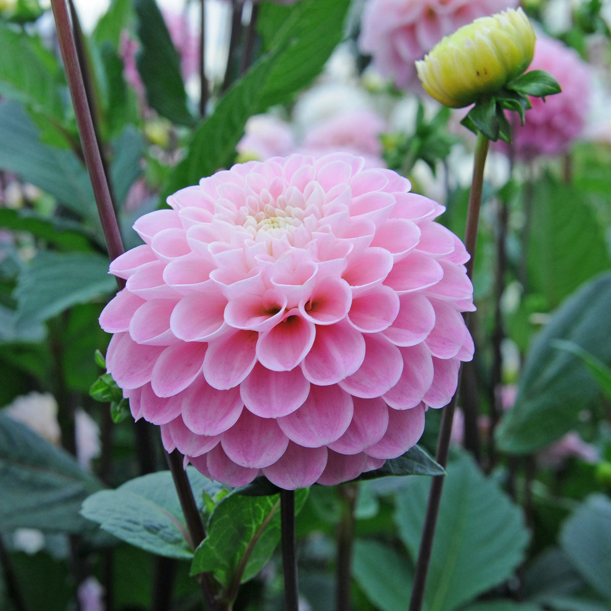 Dahlia Wizard of Oz