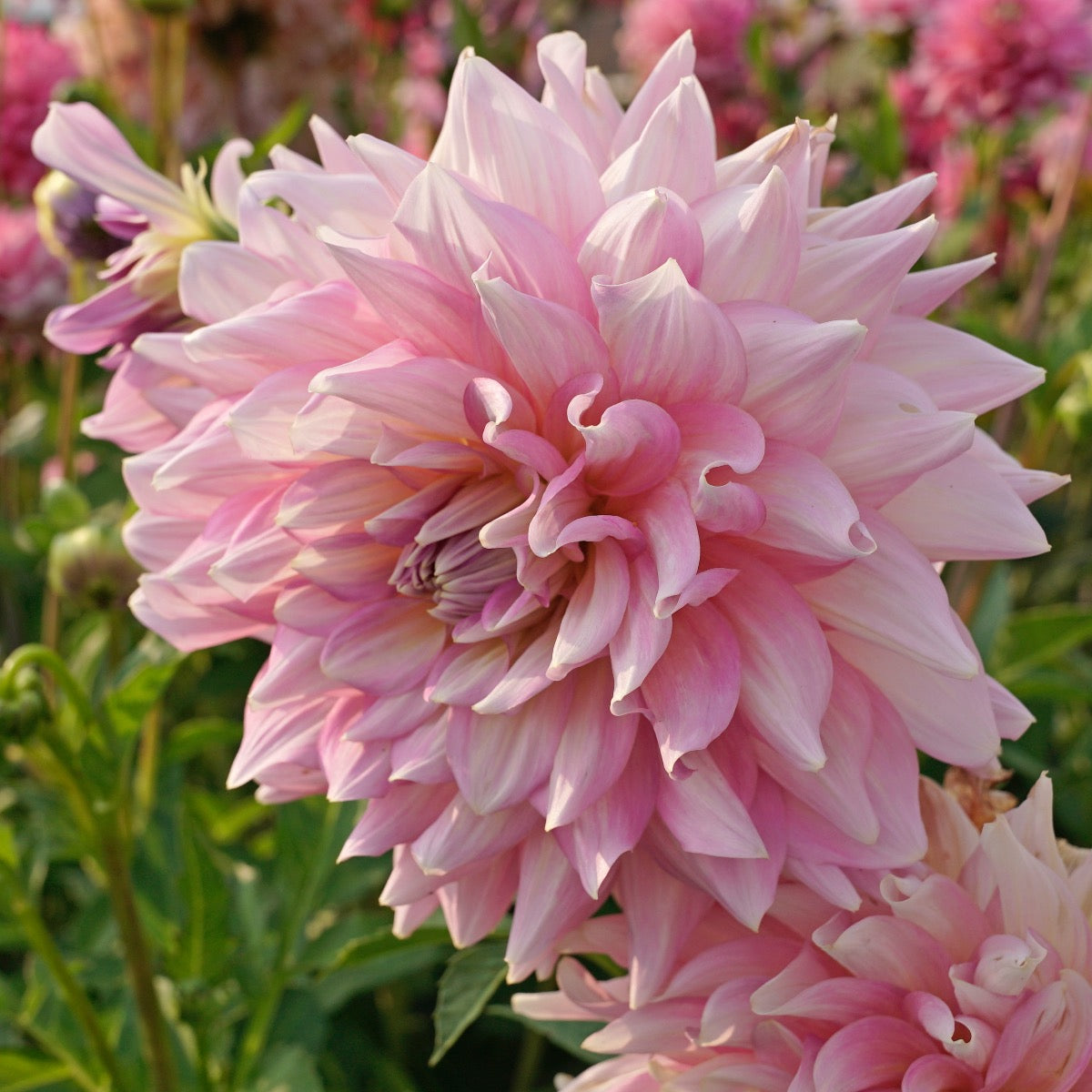 Dahlia Strawberry Ice