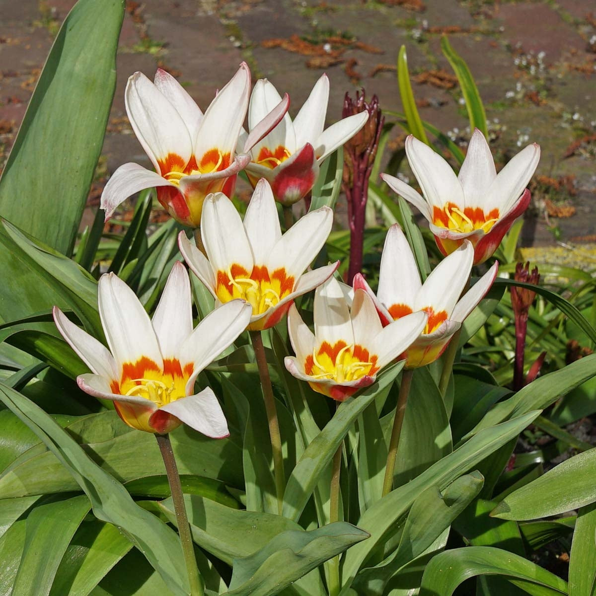 Tulipa The First