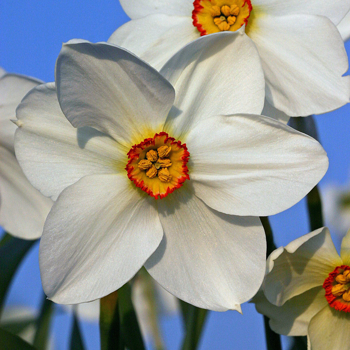 Narcissus Actaea