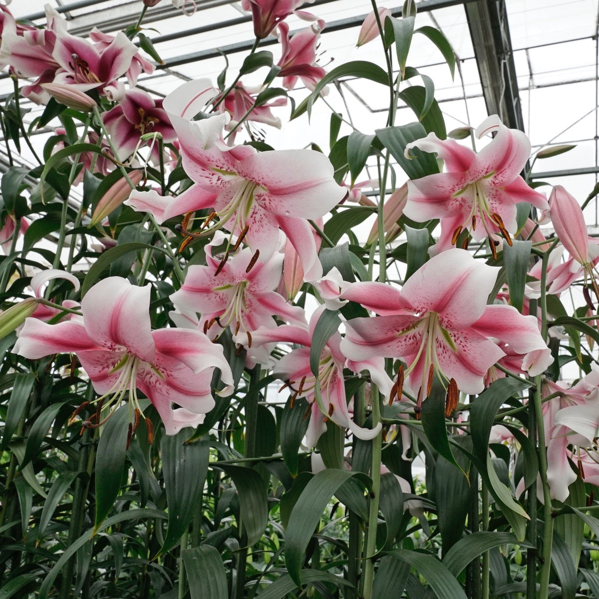 Lilium Anastasia