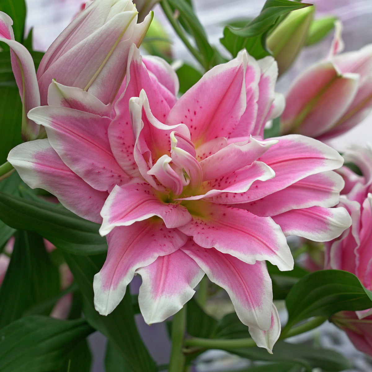 Lilium Roselily Natalia