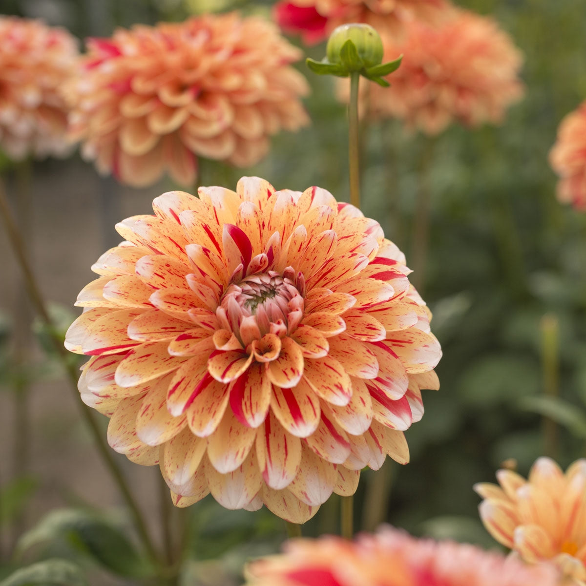 Dahlia Striped Nagano