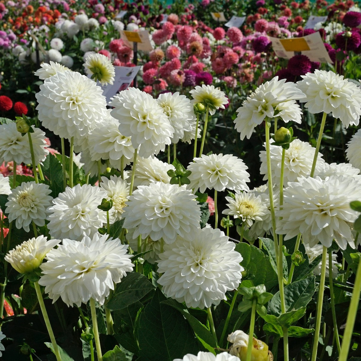 Dahlia Snow Cap