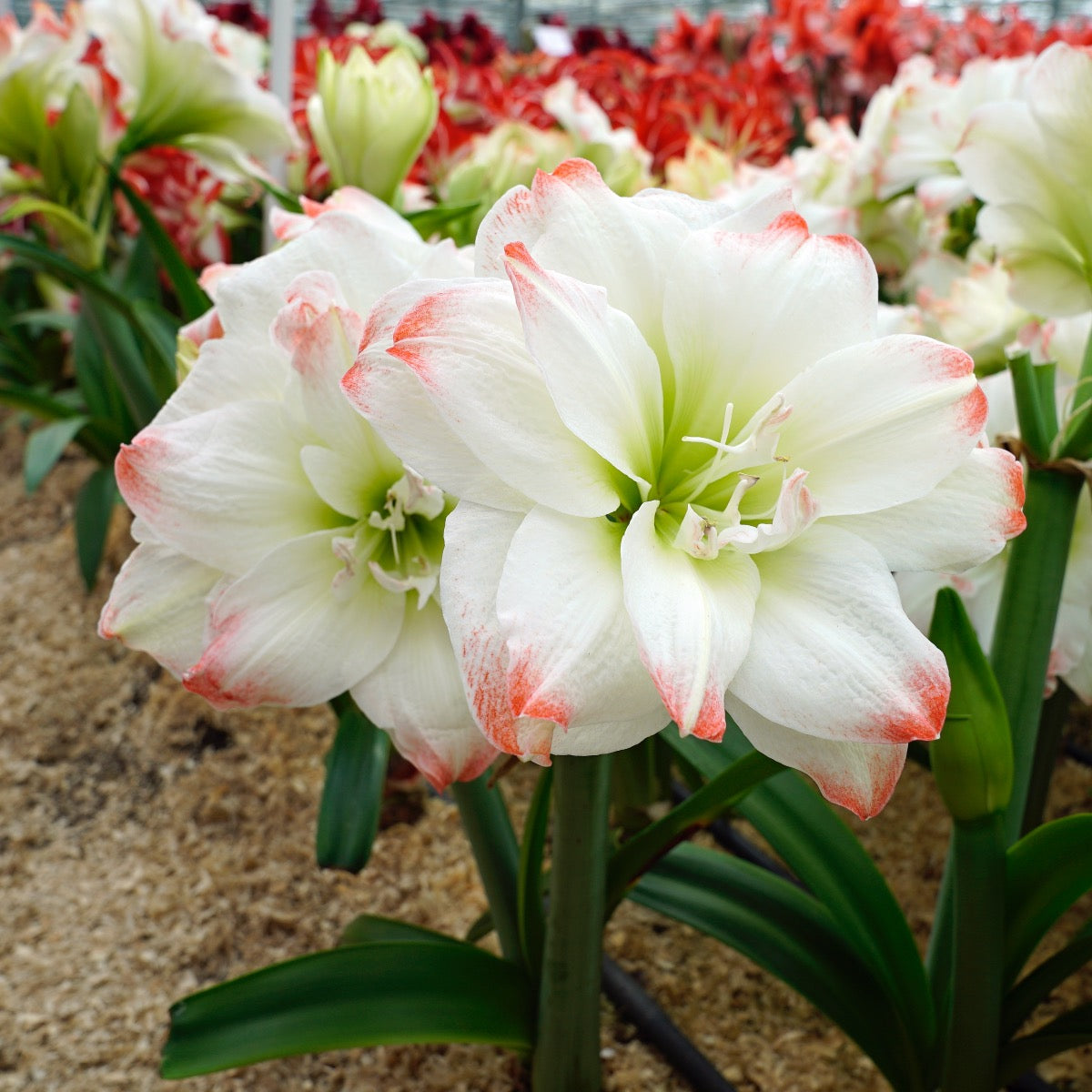 Amaryllis Amadeus Candy