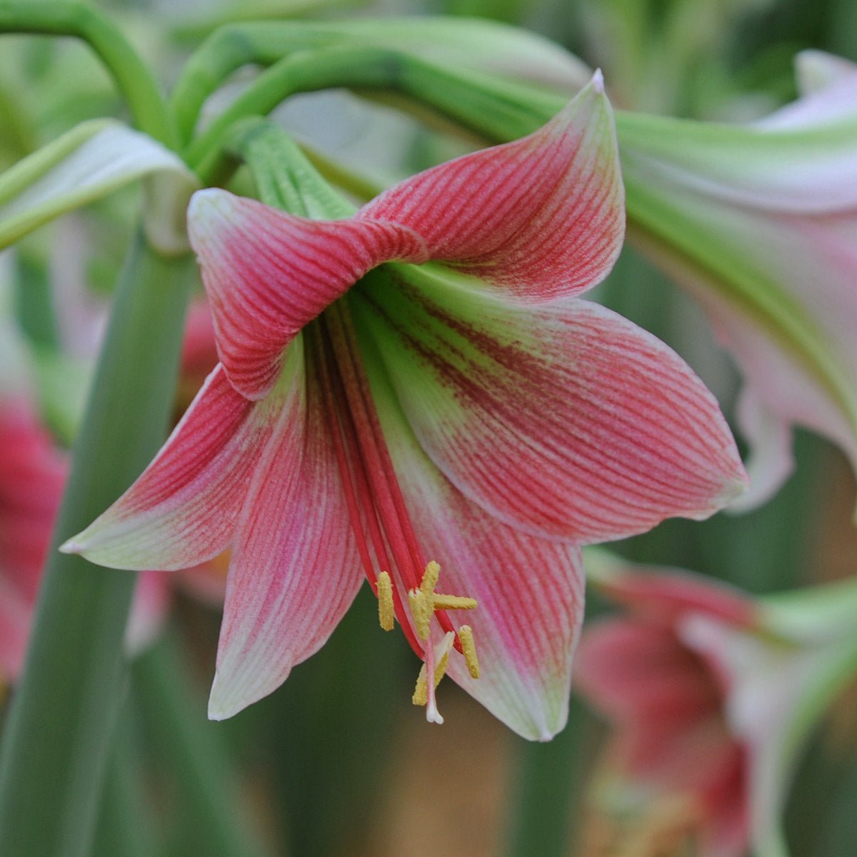 Amaryllis Misty - roze amaryllis - Fluwel