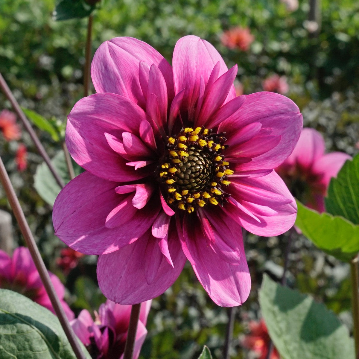 Dahlia Skyfall