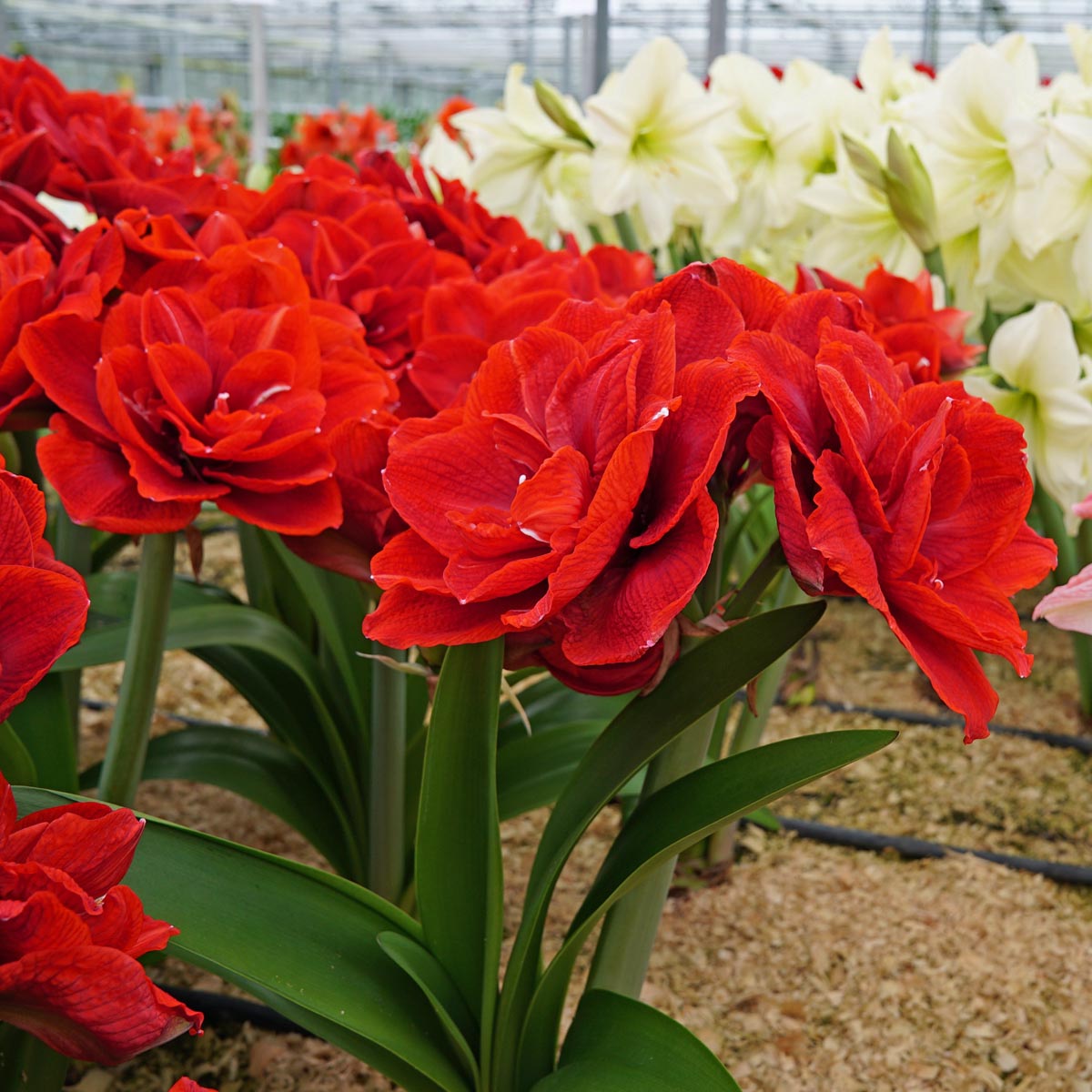 Amaryllis Cherry Nymph