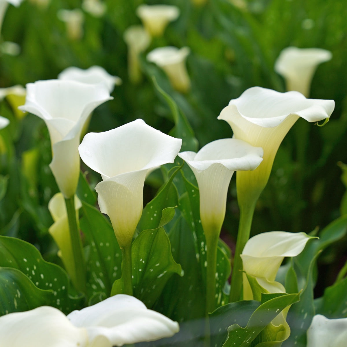 Zantedeschia Snow Storm
