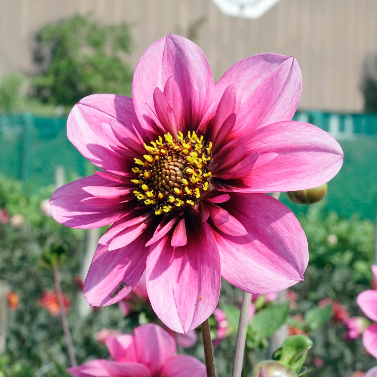 Dahlia Skyfall