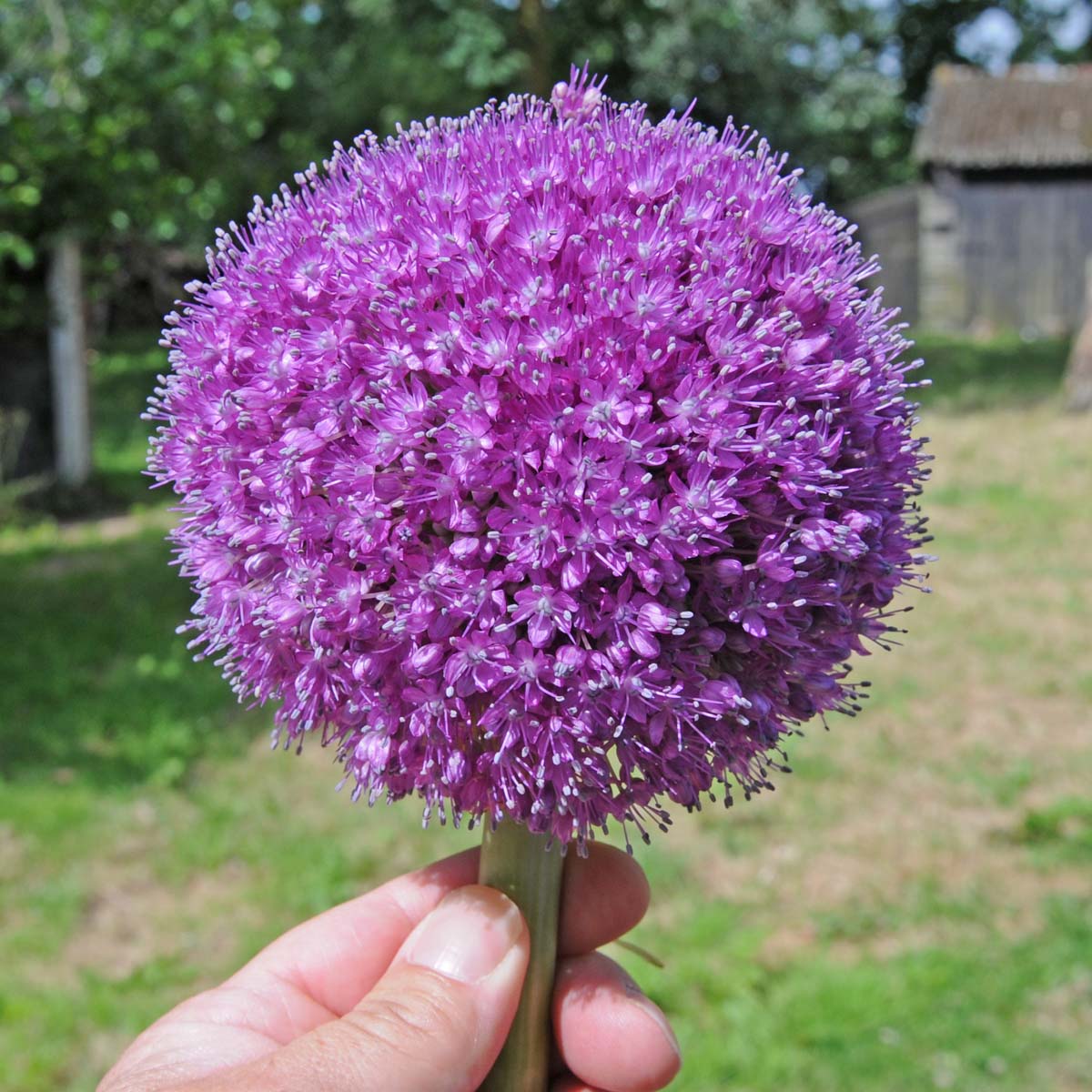 Allium giganteum