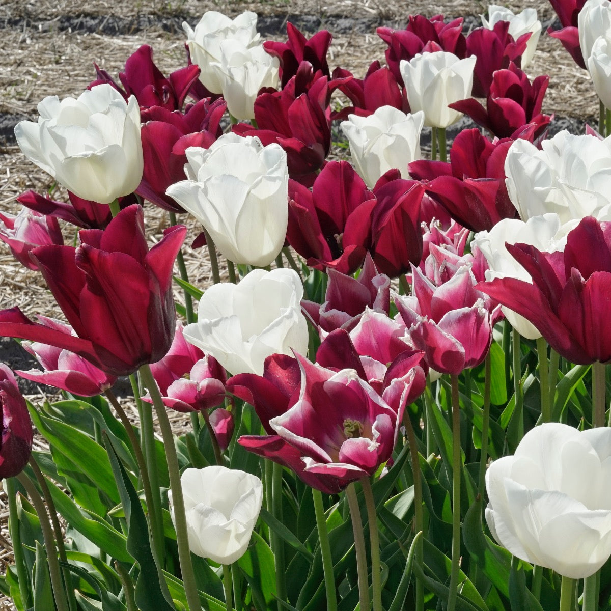Mixture Tulipa Calm Cool Collective