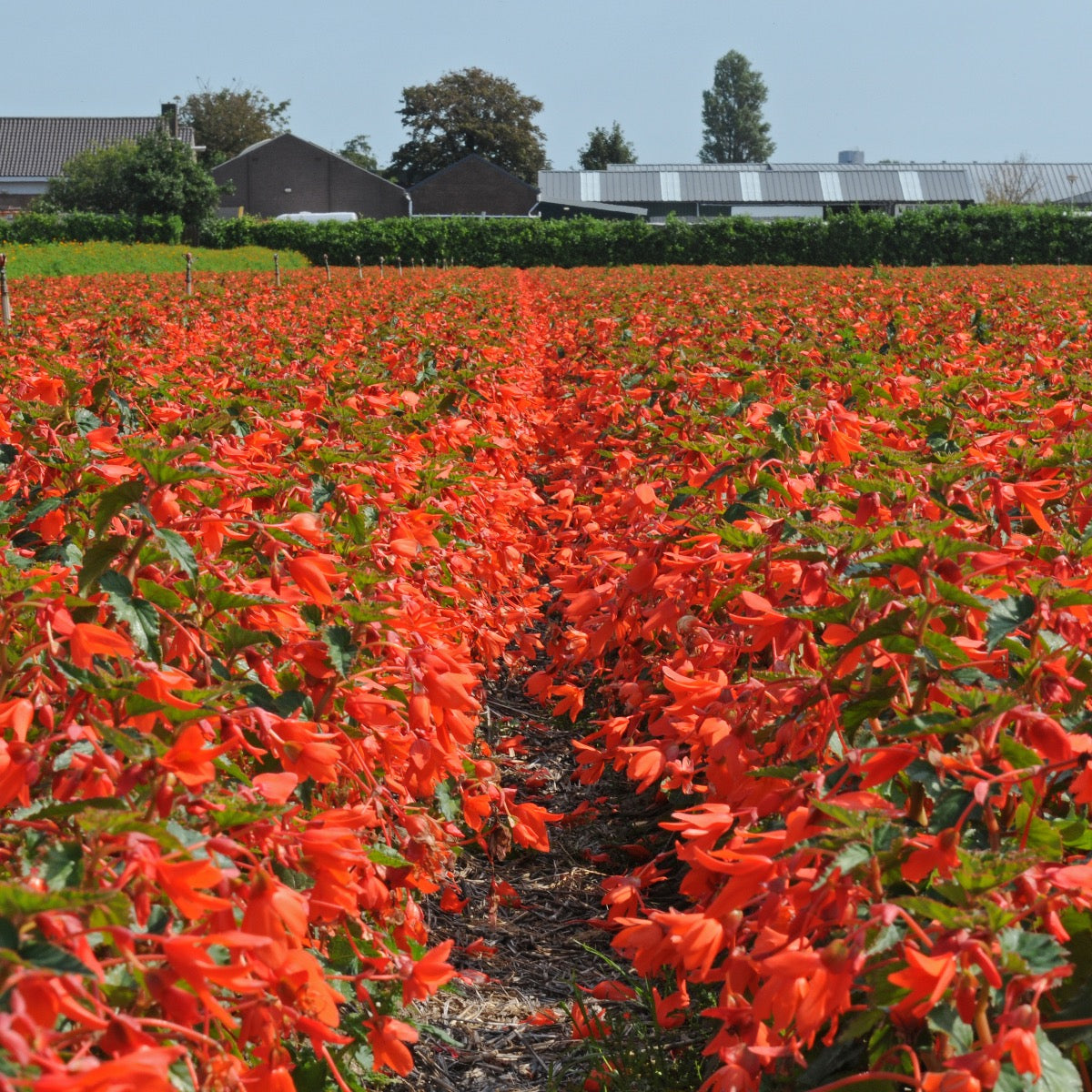 Begonia boliviensis Santa Cruz