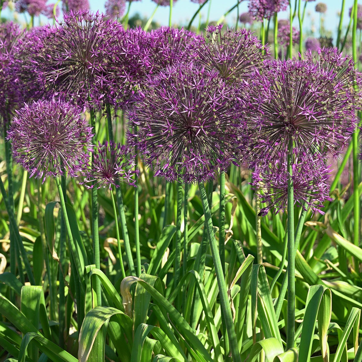 Allium Purple Rain