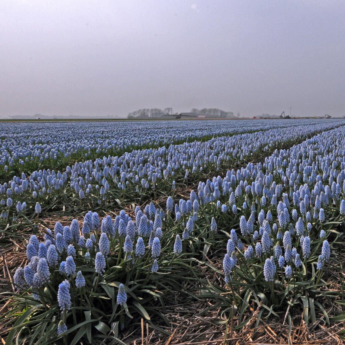 Muscari neglectum Baby's Breath