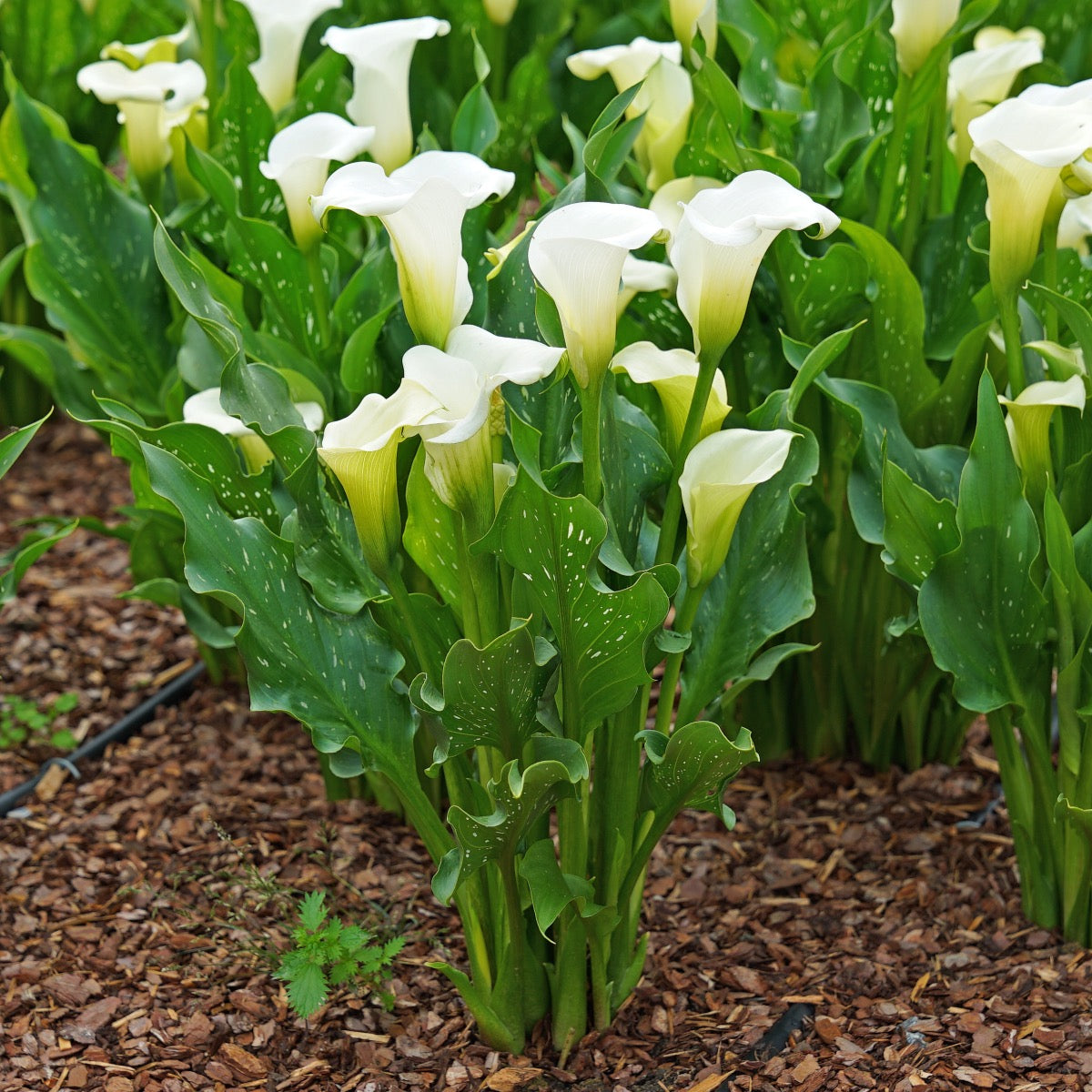 Zantedeschia Snow Storm