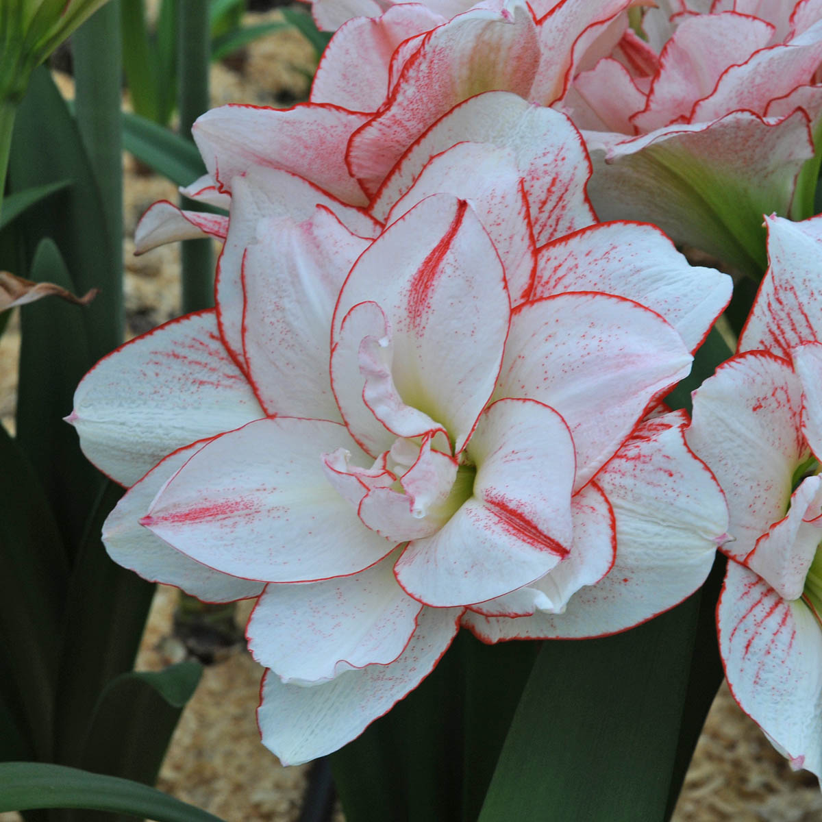 Amaryllis Amadeus Striped