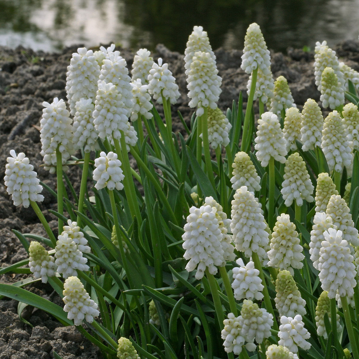 Muscari White Magic
