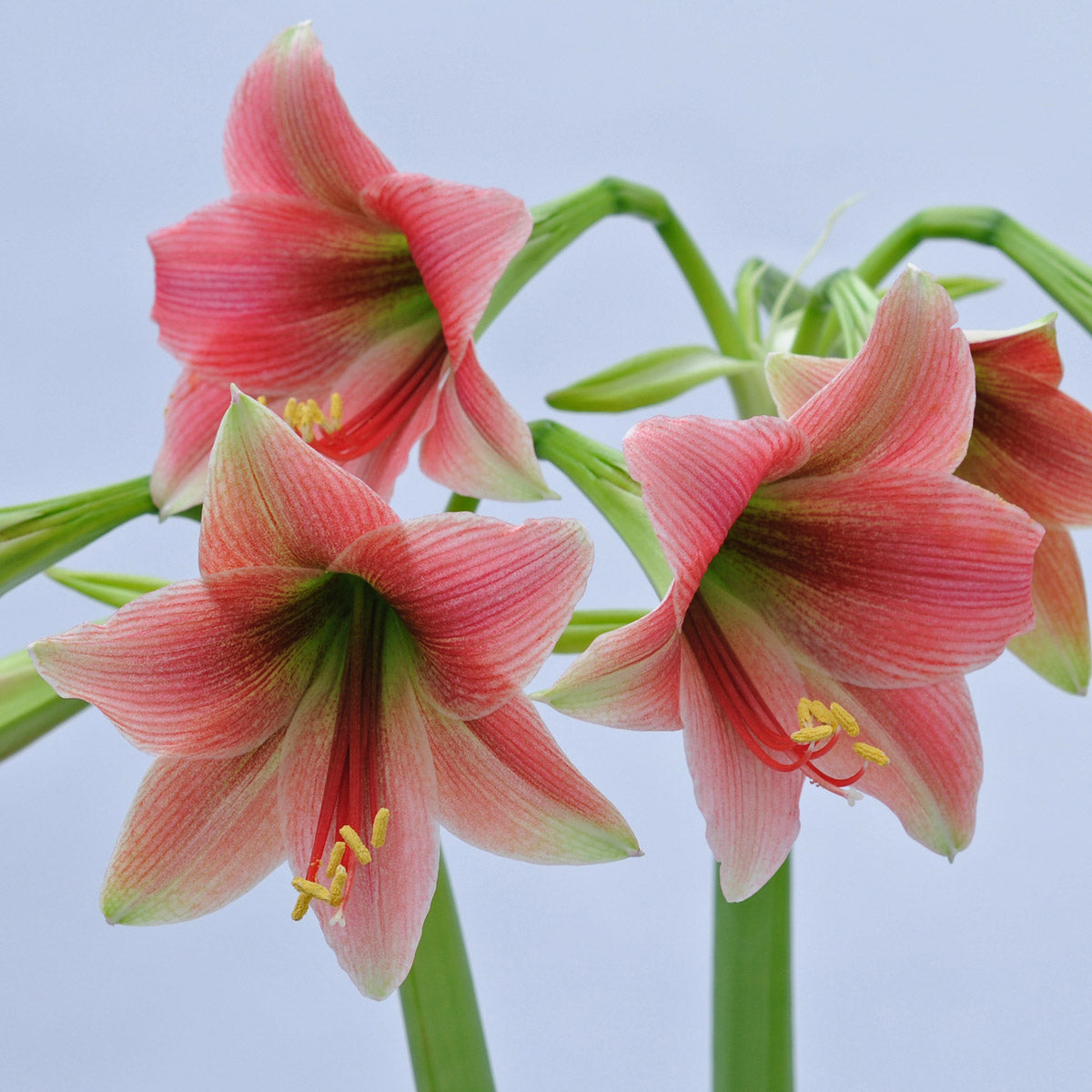 Amaryllis Misty