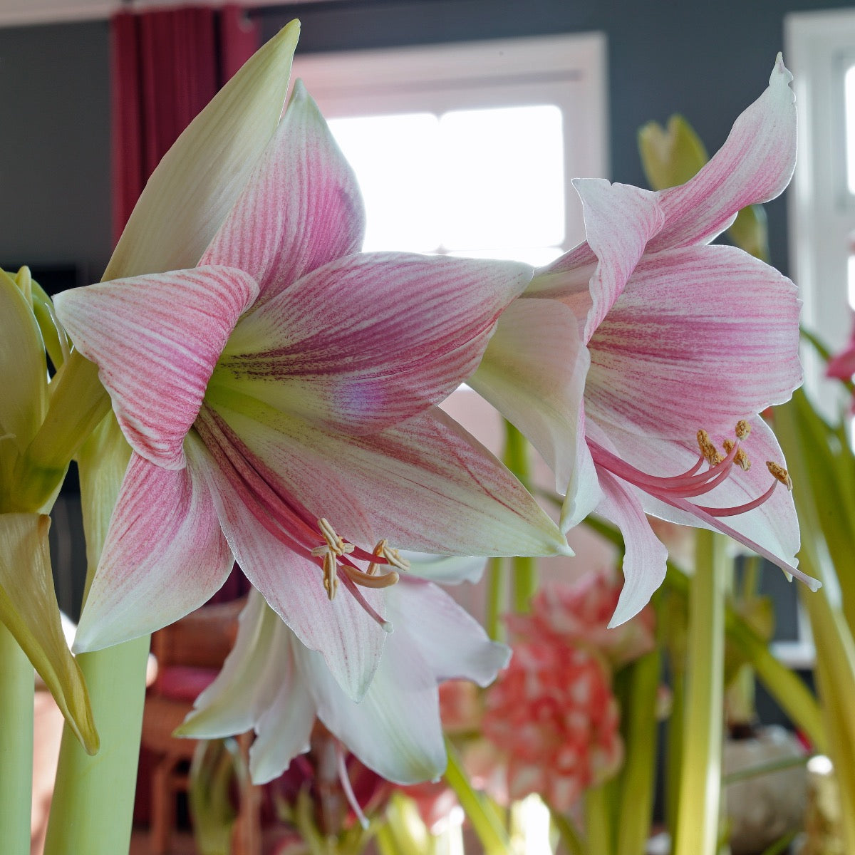 Amaryllis Misty