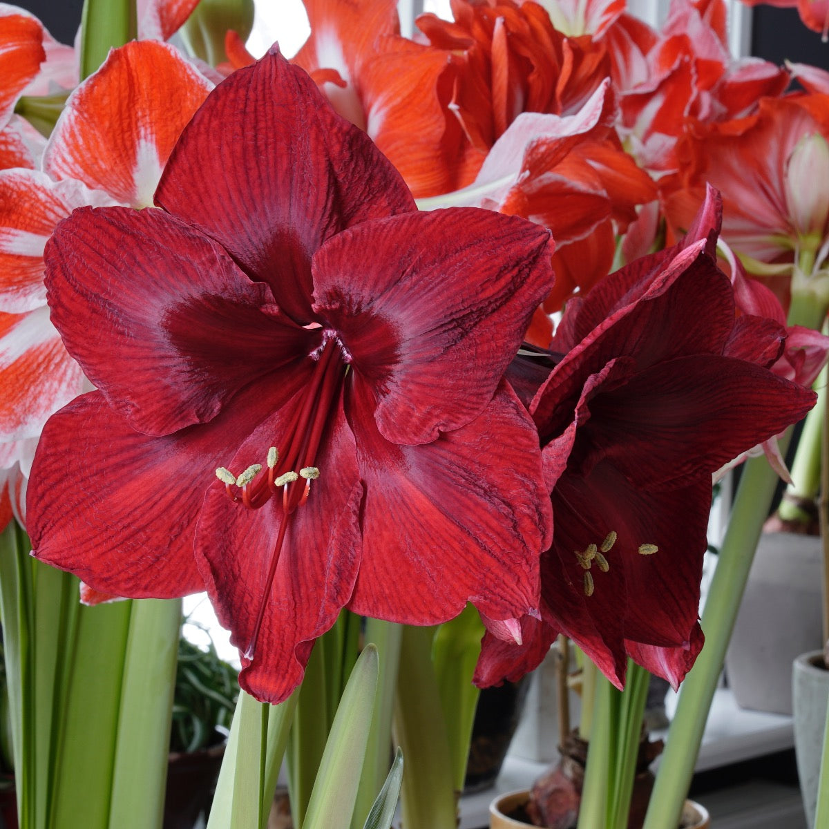 Amaryllis Red Reality