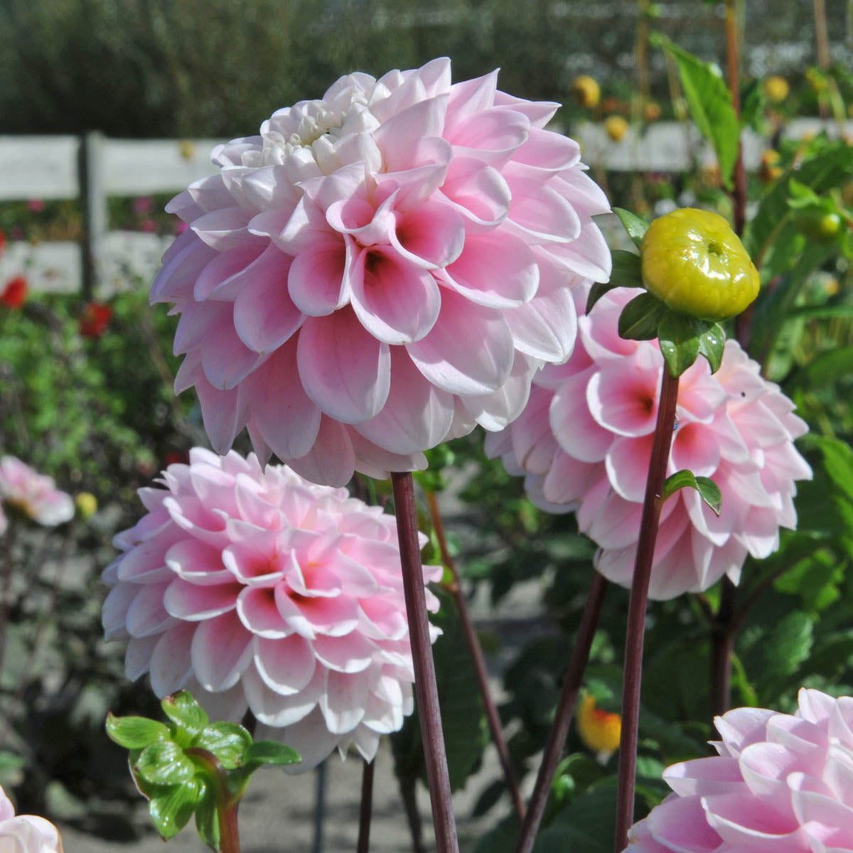 Dahlia Wizard of Oz