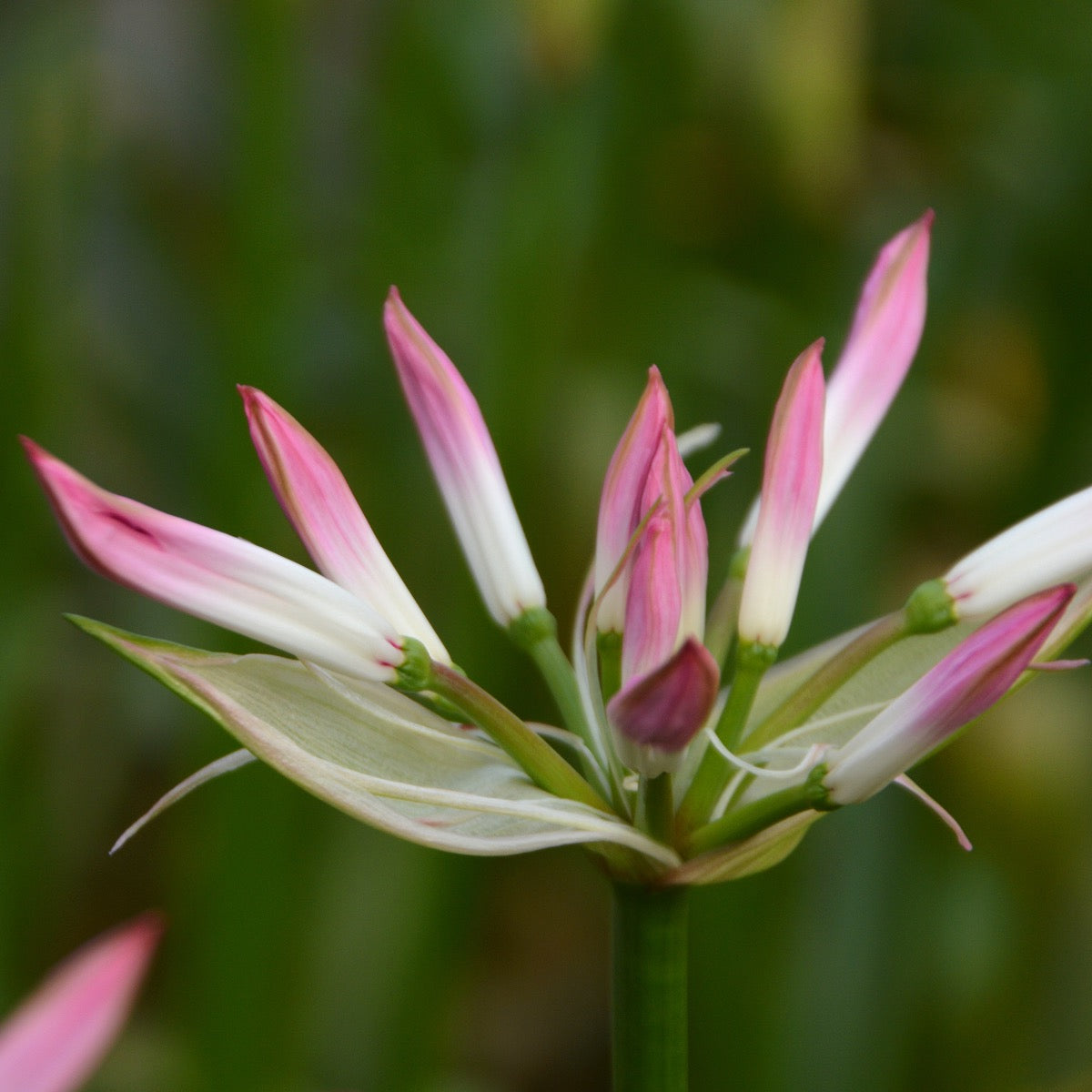 Nerine bowdenii Lipstick