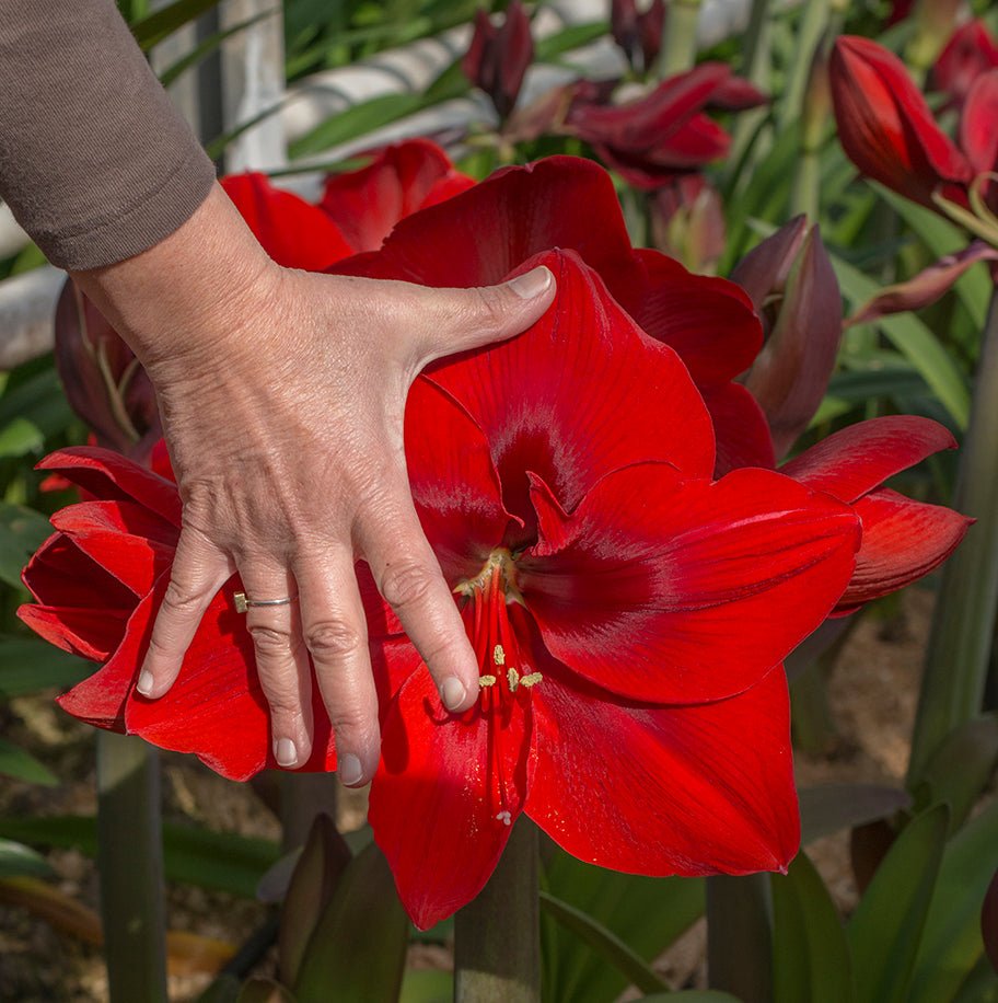 Amaryllis Red Cream - rode amaryllis - Fluwel