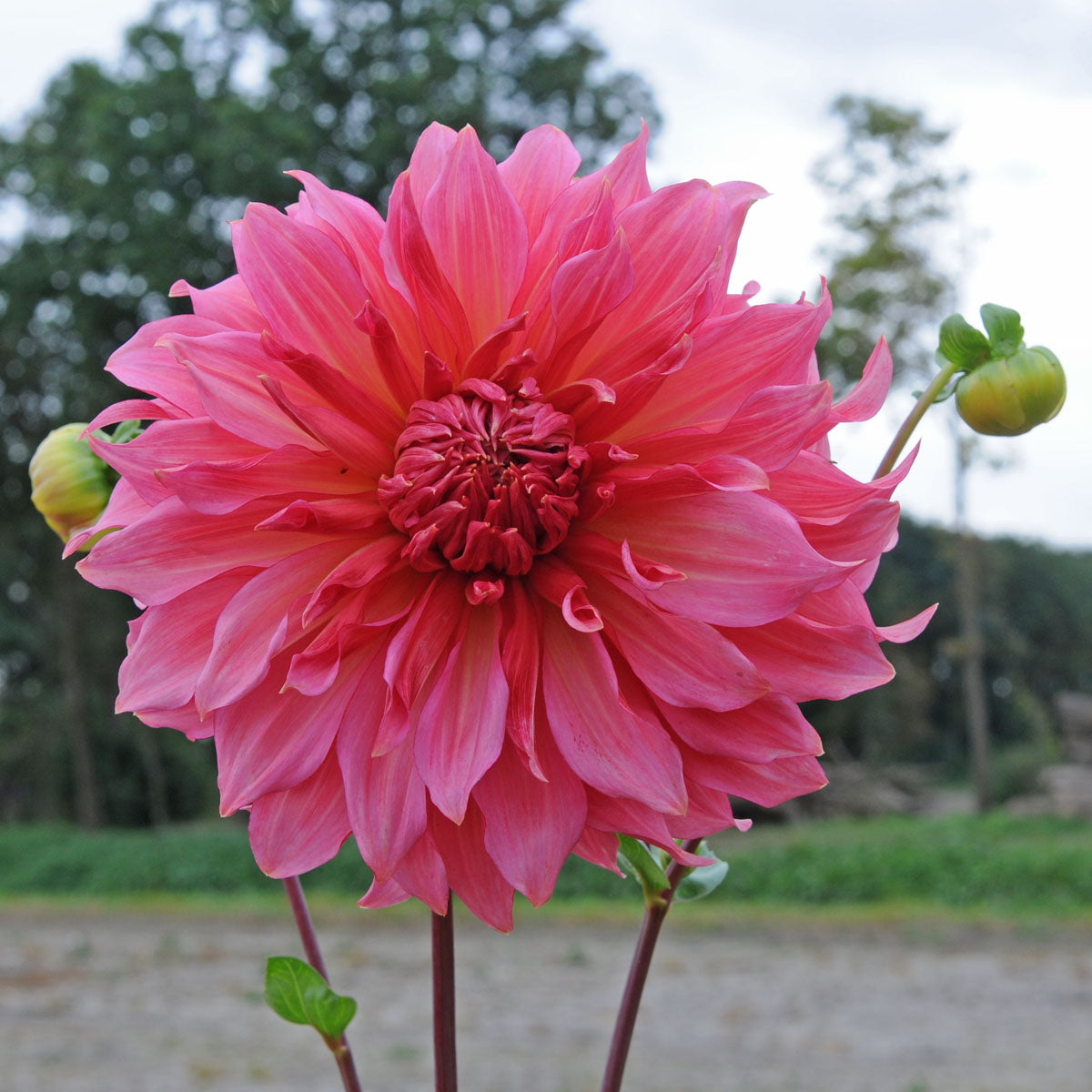 Dahlia Islander