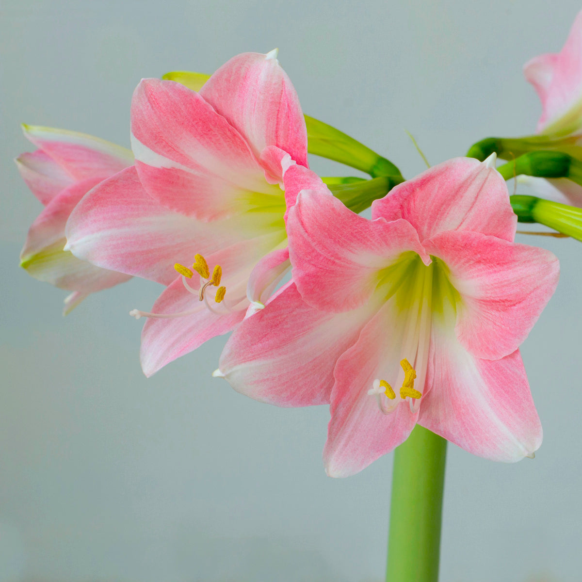 Amaryllis Rebecca