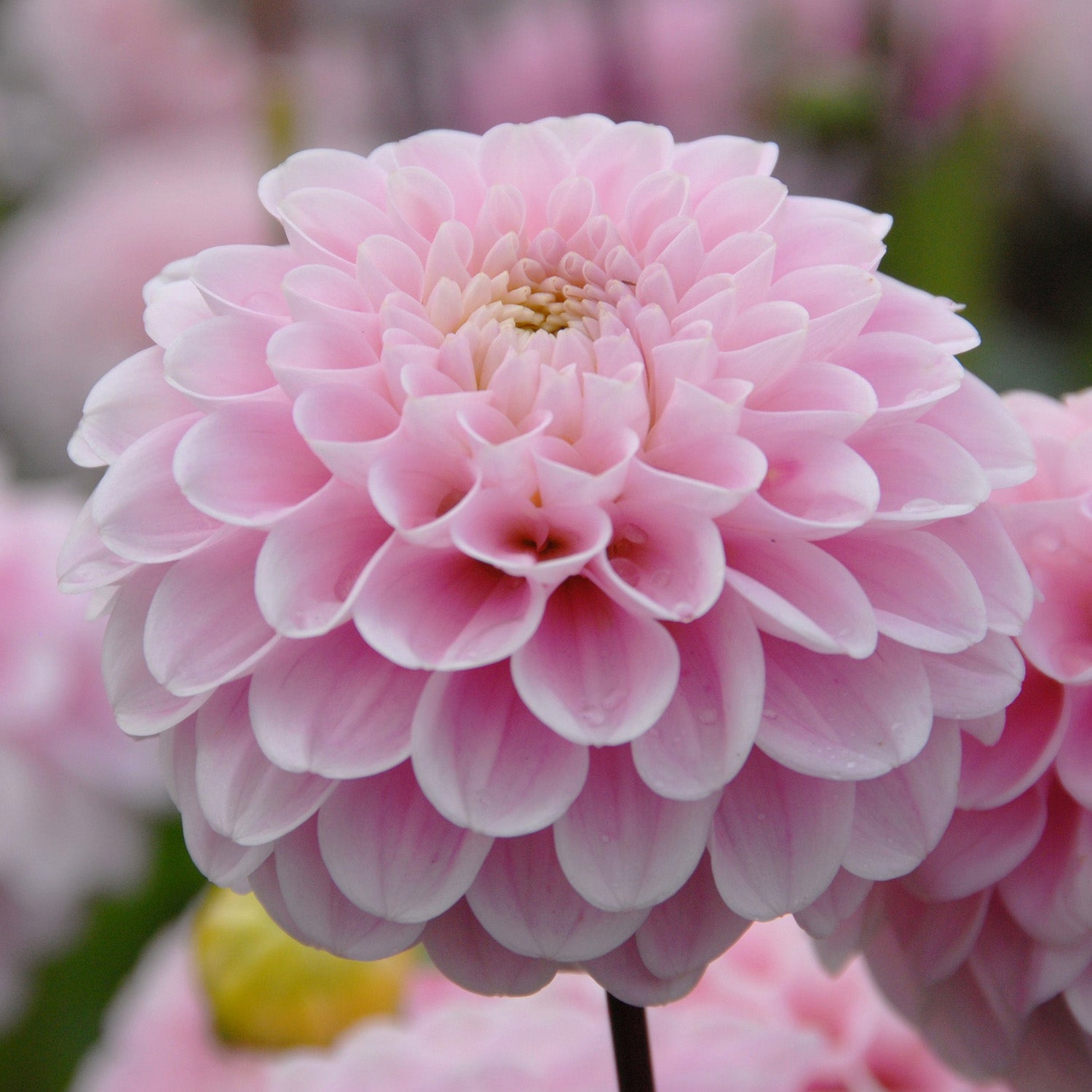 Dahlia Wizard of Oz