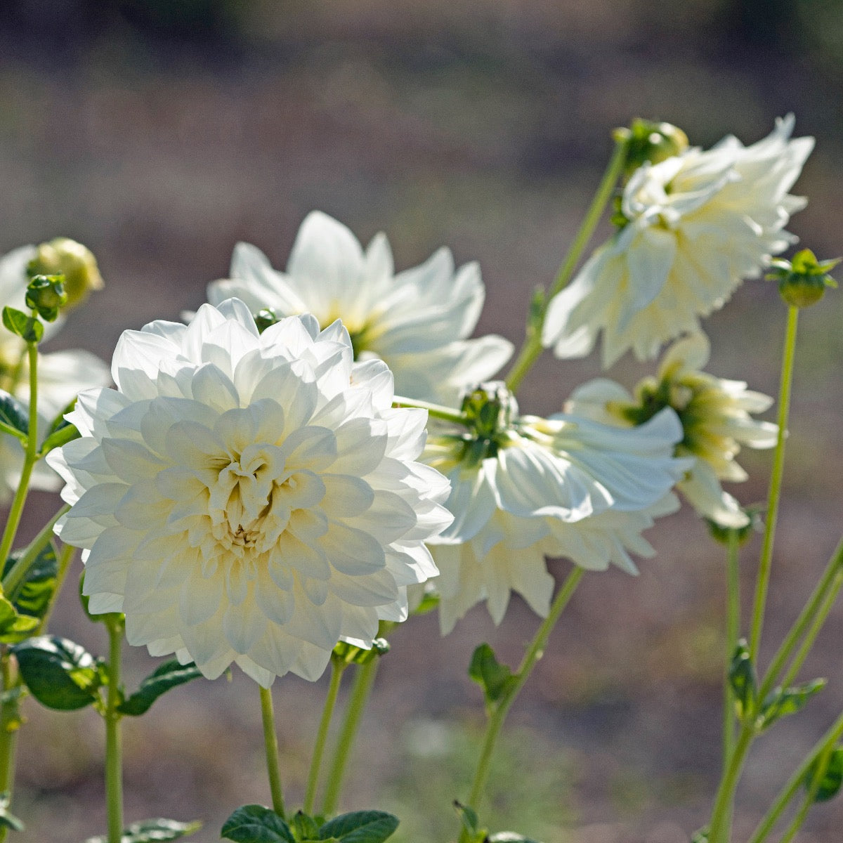 Dahlia White Perfection