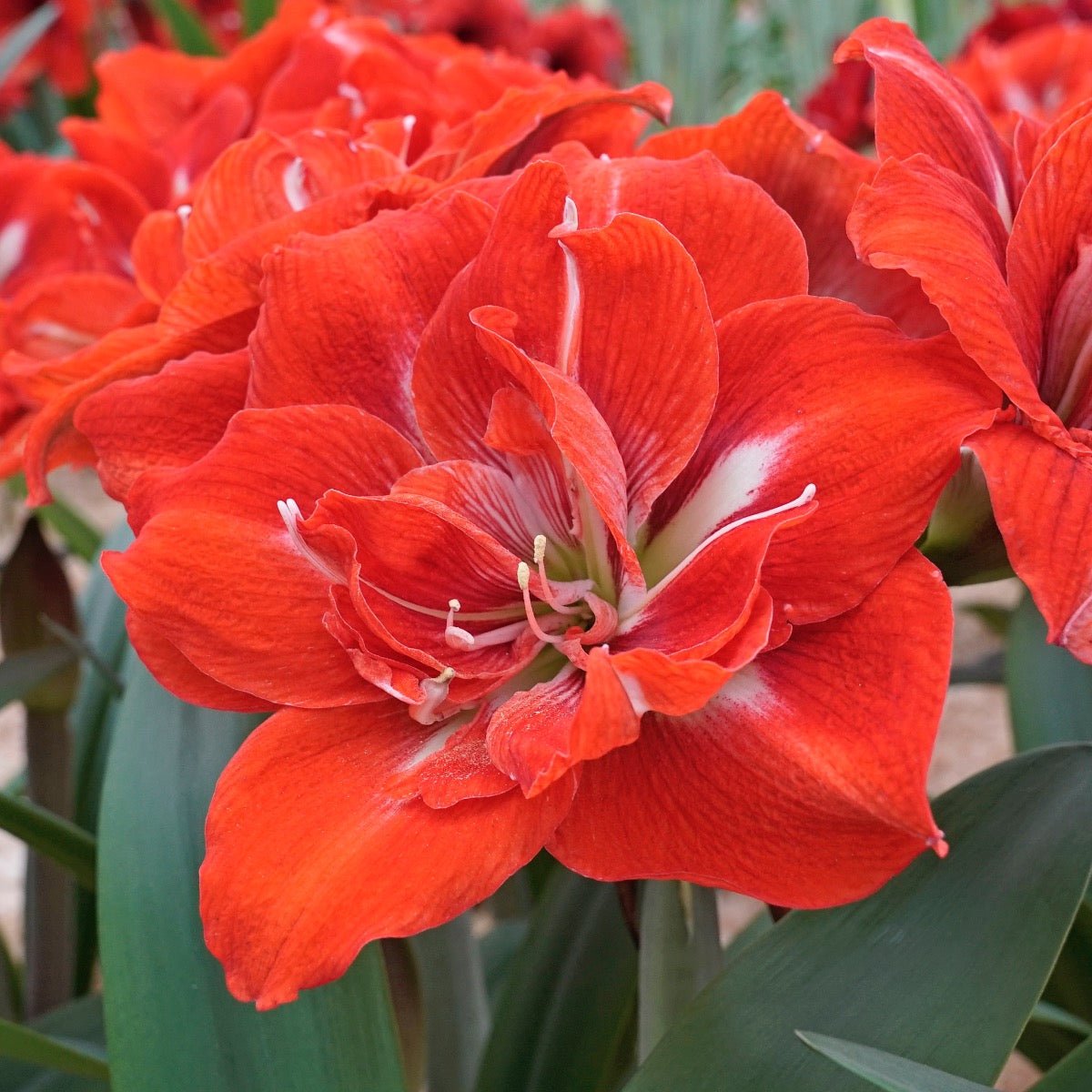 Amaryllis Happy Nymph - oranje amaryllis - Fluwel
