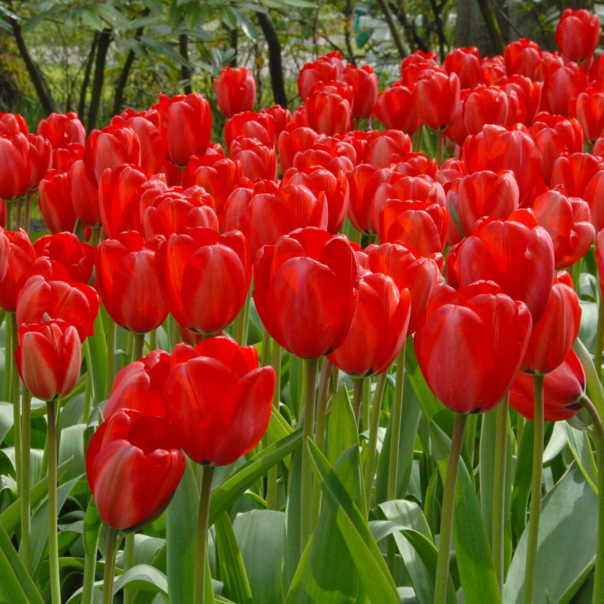 Red Impression