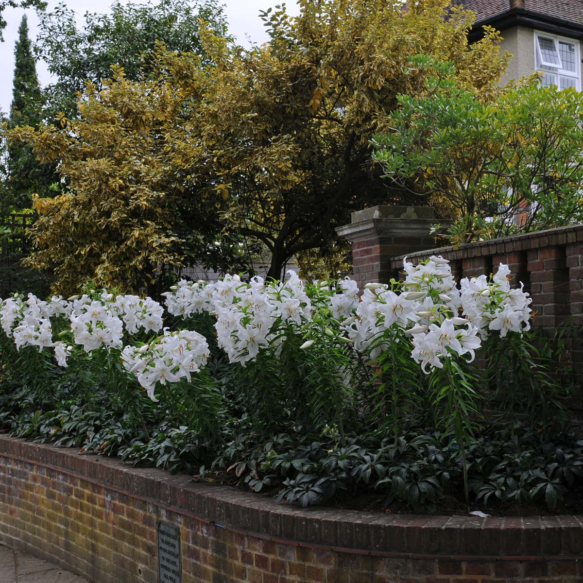 Lilium Casa Blanca