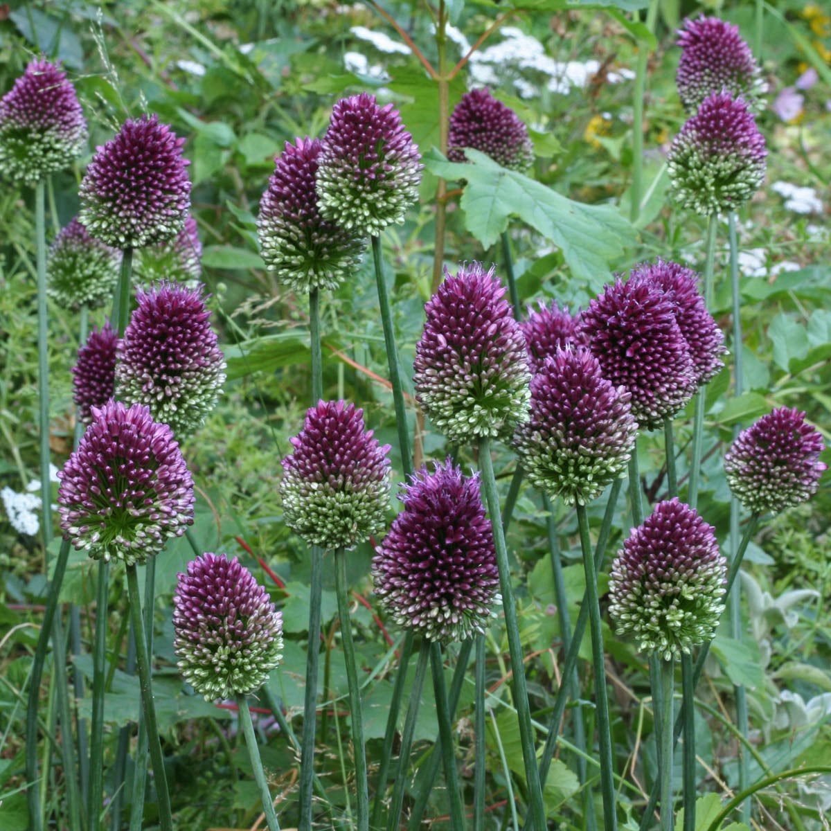 Allium sphaerocephalon