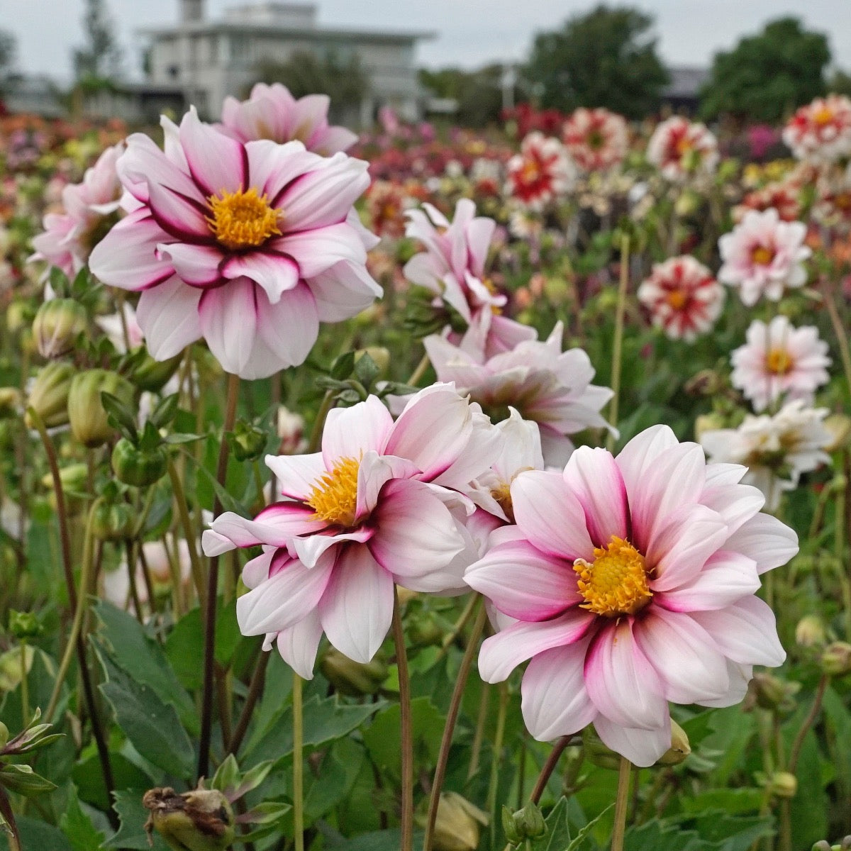 Dahlia Edge of Joy