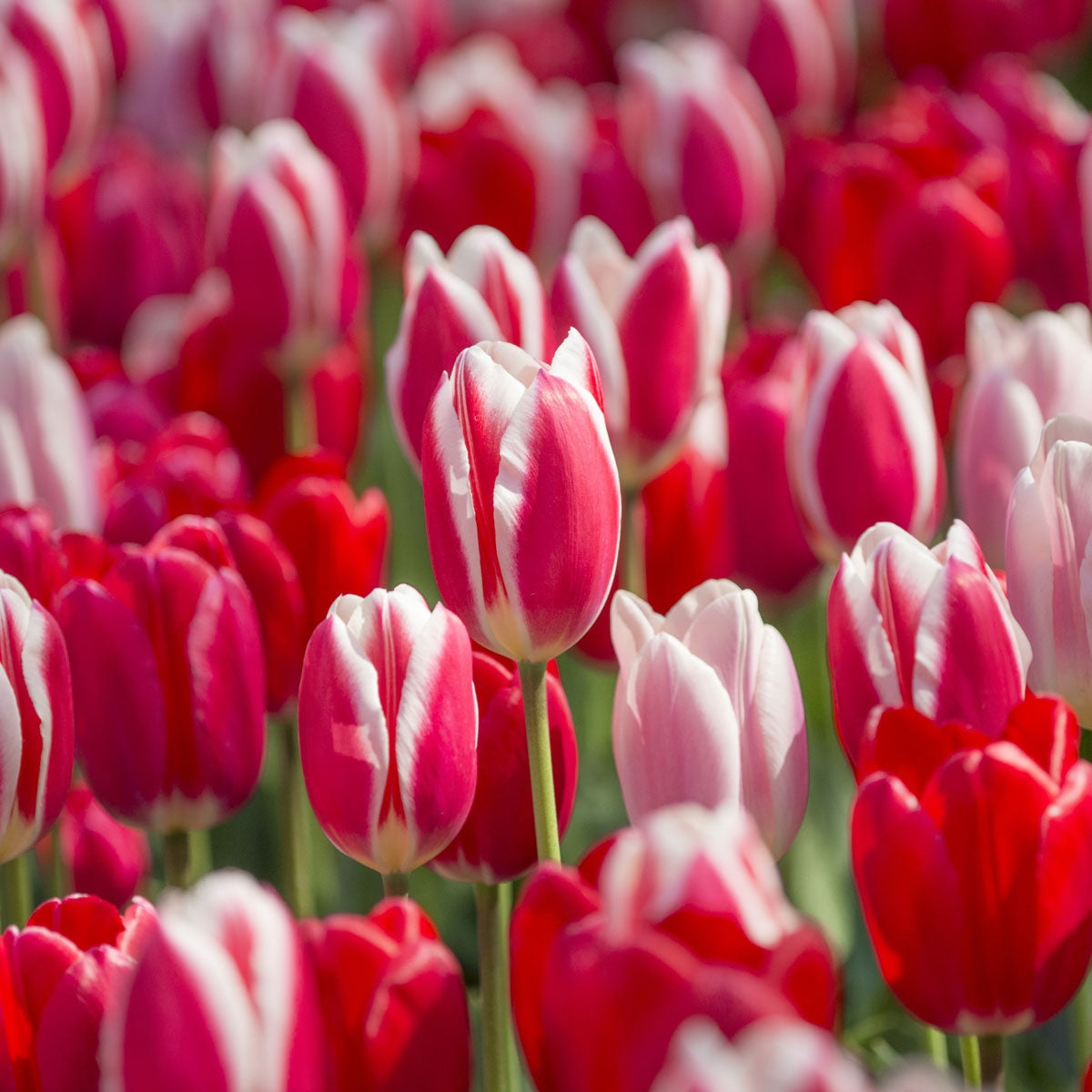 Mixture Tulipa The Delights